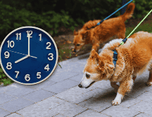 Para garantizar la absoluta seguridad de tu mascota, los paseos matutinos deben realizarse estrictamente antes de las 09:00 horas. ESPECIAL / CANVA