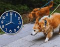 Para garantizar la absoluta seguridad de tu mascota, los paseos matutinos deben realizarse estrictamente antes de las 09:00 horas. ESPECIAL / CANVA