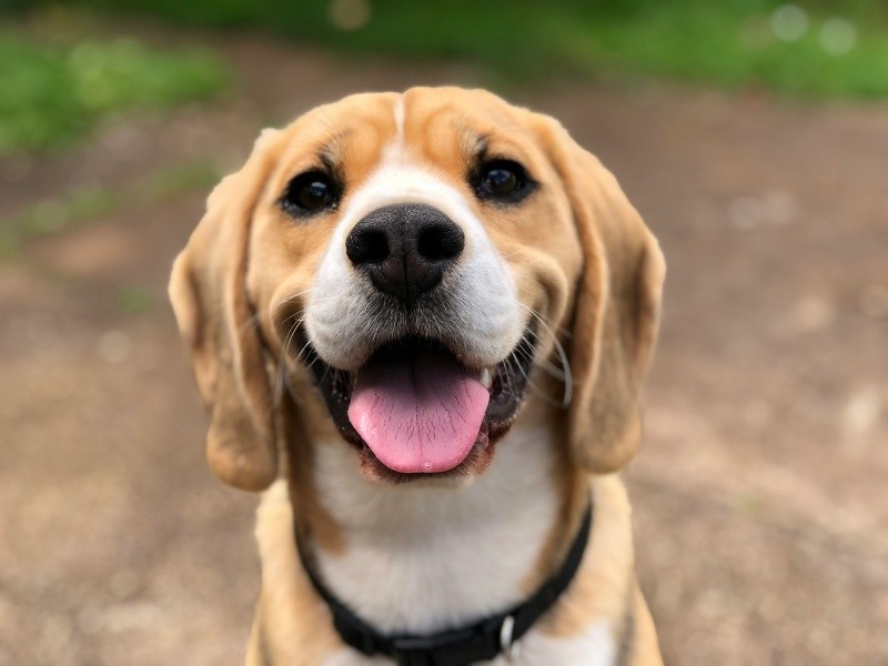El beagle es una opción fantástica para los niños que no te decepcionará. UNSPLASH / MILLI&nbsp;