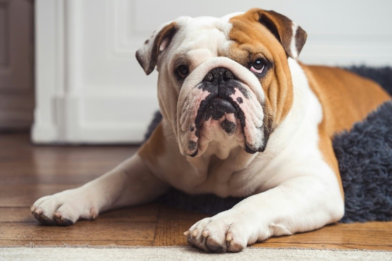 El bulldog inglés tiene una personalidad mucho más tranquila, dócil y protectora. S. LAVALAYE&nbsp;