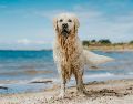 Hay varias razas de perros a los que les gusta especialmente el agua. UNSPLASH / O. KADAKSOO
