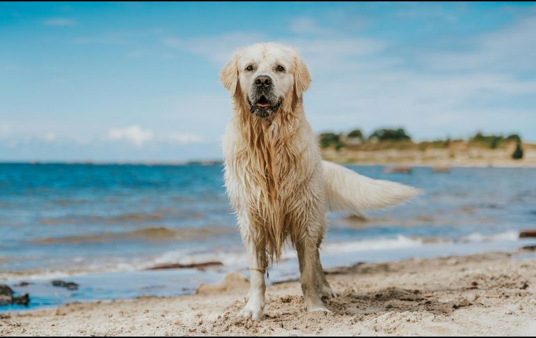 Hay varias razas de perros a los que les gusta especialmente el agua. UNSPLASH / O. KADAKSOO