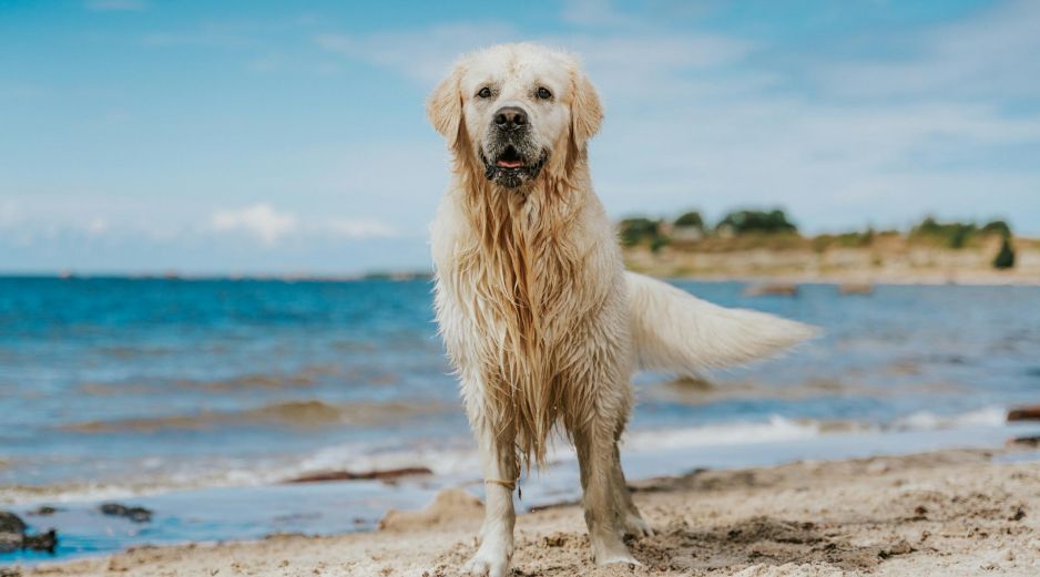 Hay varias razas de perros a los que les gusta especialmente el agua. UNSPLASH / O. KADAKSOO