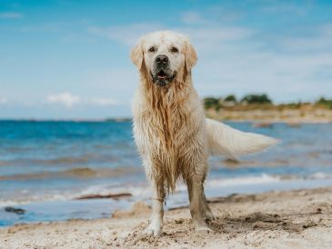 Hay varias razas de perros a los que les gusta especialmente el agua. UNSPLASH / O. KADAKSOO