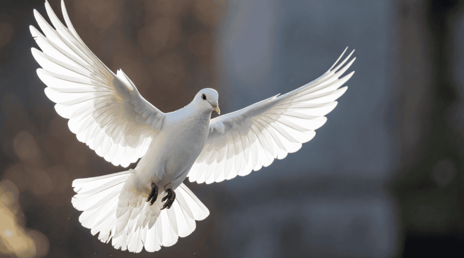 Asociada a la paz y la tranquilidad, la paloma blanca tiene una fuerte carga simbólica. CANVA