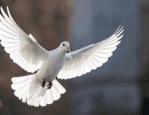 Asociada a la paz y la tranquilidad, la paloma blanca tiene una fuerte carga simbólica. CANVA