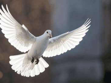 Asociada a la paz y la tranquilidad, la paloma blanca tiene una fuerte carga simbólica. CANVA