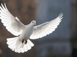 Asociada a la paz y la tranquilidad, la paloma blanca tiene una fuerte carga simbólica. CANVA