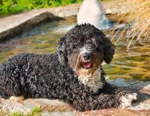 PERRO DE AGUA ESPAÑOL. Su pelaje rizado actúa como una red que atrapa el pelo muerto de forma natural. ESPECIAL / CANVA