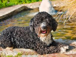 PERRO DE AGUA ESPAÑOL. Su pelaje rizado actúa como una red que atrapa el pelo muerto de forma natural. ESPECIAL / CANVA