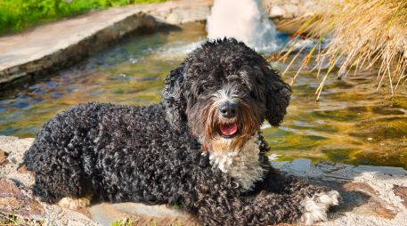 PERRO DE AGUA ESPAÑOL. Su pelaje rizado actúa como una red que atrapa el pelo muerto de forma natural. ESPECIAL / CANVA