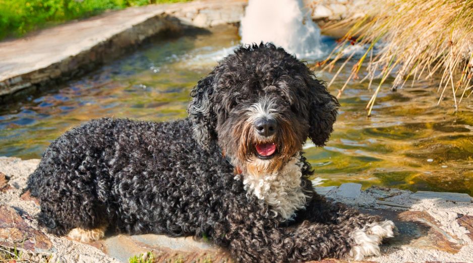 PERRO DE AGUA ESPAÑOL. Su pelaje rizado actúa como una red que atrapa el pelo muerto de forma natural. ESPECIAL / CANVA