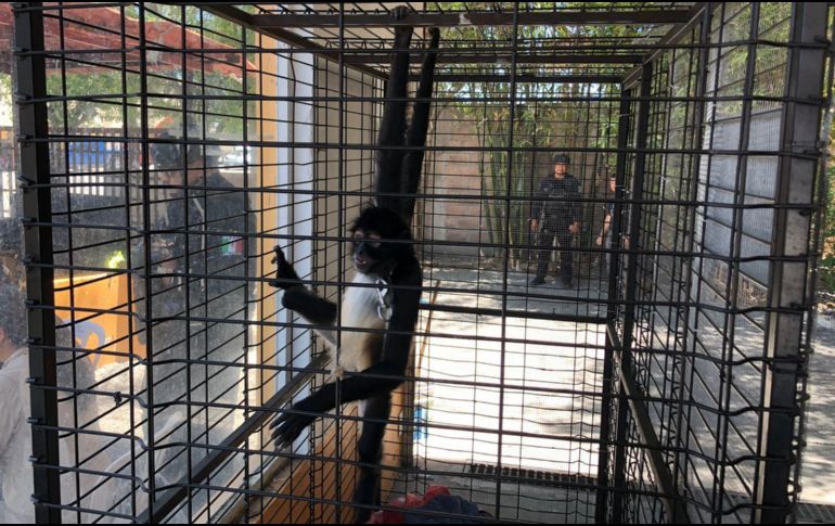 El mono araña —Ateles geoffroyi— es una especie categorizada en Peligro de Extinción. ESPECIAL