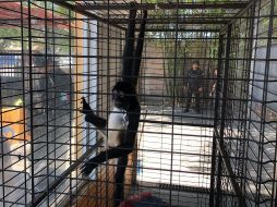 El mono araña —Ateles geoffroyi— es una especie categorizada en Peligro de Extinción. ESPECIAL