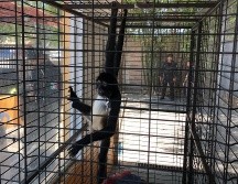 El mono araña —Ateles geoffroyi— es una especie categorizada en Peligro de Extinción. ESPECIAL