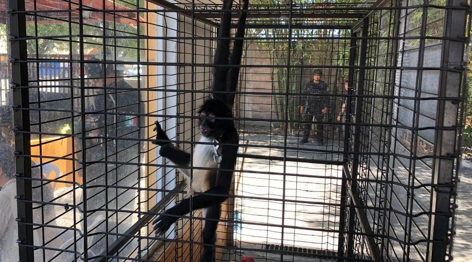 El mono araña —Ateles geoffroyi— es una especie categorizada en Peligro de Extinción. ESPECIAL