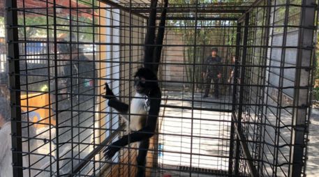 El mono araña —Ateles geoffroyi— es una especie categorizada en Peligro de Extinción. ESPECIAL