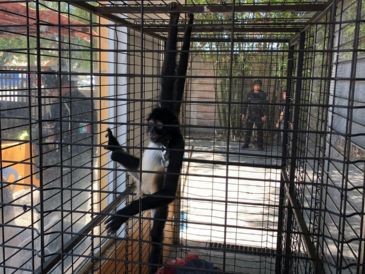 El mono araña —Ateles geoffroyi— es una especie categorizada en Peligro de Extinción. ESPECIAL