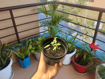 A través de un proceso biológico fascinante, ciertas especies de plantas actúan como auténticos aires acondicionados naturales. ESPECIAL / CANVA