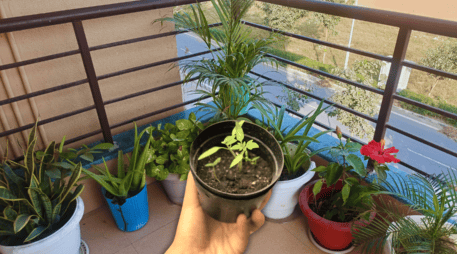 A través de un proceso biológico fascinante, ciertas especies de plantas actúan como auténticos aires acondicionados naturales. ESPECIAL / CANVA