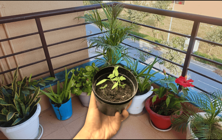 A través de un proceso biológico fascinante, ciertas especies de plantas actúan como auténticos aires acondicionados naturales. ESPECIAL / CANVA