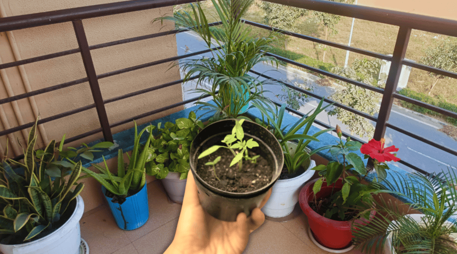 A través de un proceso biológico fascinante, ciertas especies de plantas actúan como auténticos aires acondicionados naturales. ESPECIAL / CANVA