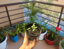 A través de un proceso biológico fascinante, ciertas especies de plantas actúan como auténticos aires acondicionados naturales. ESPECIAL / CANVA