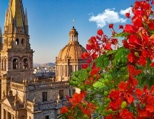 Los tabachines son de los últimos que se llenan de flores en la temporada de calor, en la primavera tapatía. ESPECIAL / CANVA