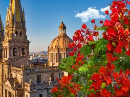 Los tabachines son de los últimos que se llenan de flores en la temporada de calor, en la primavera tapatía. ESPECIAL / CANVA