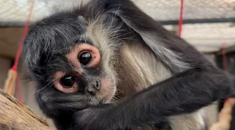 Autoridades de la Unidad de Rescate de Fauna de Tlajomulco refirieron que se trata de una hembra adulta de mono araña. ESPECIAL / Gobierno de Tlajomulco