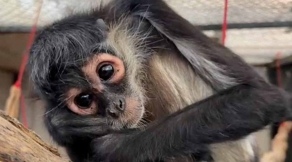 Autoridades de la Unidad de Rescate de Fauna de Tlajomulco refirieron que se trata de una hembra adulta de mono araña. ESPECIAL / Gobierno de Tlajomulco