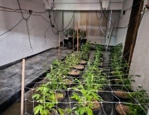Las autoridades continúan con las averiguaciones correspondientes para dar con el paradero de las personas responsables de las plantas de mariguana. ESPECIAL / SSE