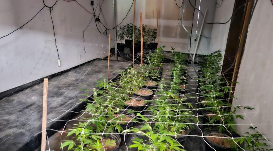 Las autoridades continúan con las averiguaciones correspondientes para dar con el paradero de las personas responsables de las plantas de mariguana. ESPECIAL / SSE