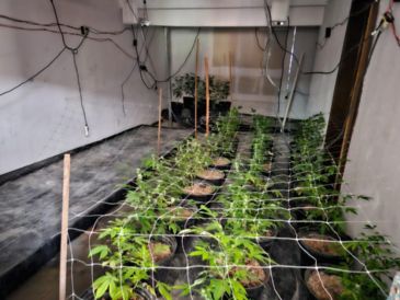 Las autoridades continúan con las averiguaciones correspondientes para dar con el paradero de las personas responsables de las plantas de mariguana. ESPECIAL / SSE