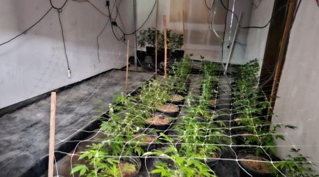Las autoridades continúan con las averiguaciones correspondientes para dar con el paradero de las personas responsables de las plantas de mariguana. ESPECIAL / SSE