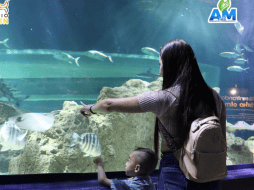 No dejes pasar esta promoción especial, organiza tu agenda, reúne a toda la familia y sumérgete en una experiencia única que mamá recordará con muchísimo cariño por el resto del año. ESPECIAL/ Facebook/ Acuario Michin Guadalajara