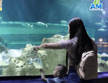 No dejes pasar esta promoción especial, organiza tu agenda, reúne a toda la familia y sumérgete en una experiencia única que mamá recordará con muchísimo cariño por el resto del año. ESPECIAL/ Facebook/ Acuario Michin Guadalajara
