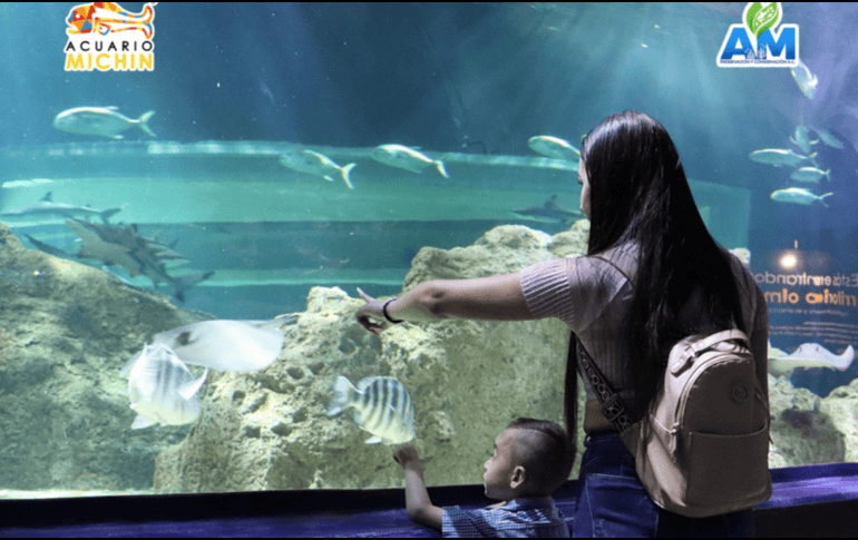 No dejes pasar esta promoción especial, organiza tu agenda, reúne a toda la familia y sumérgete en una experiencia única que mamá recordará con muchísimo cariño por el resto del año. ESPECIAL/ Facebook/ Acuario Michin Guadalajara