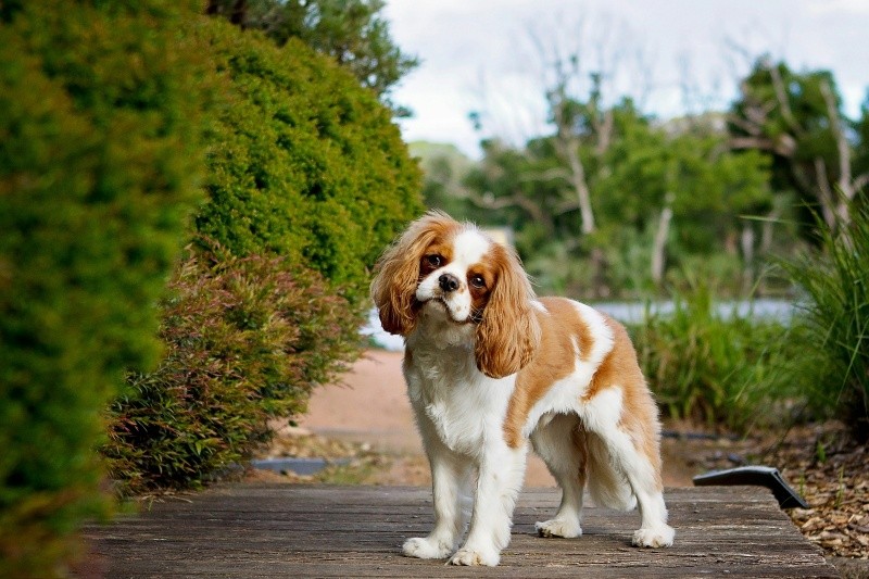  Un adulto mayor puede necesitar más compañía que los demás; el Cavalier King Charles Spaniel le puede ayudar en eso.&nbsp;UNSPLASH / C. MIHAKA