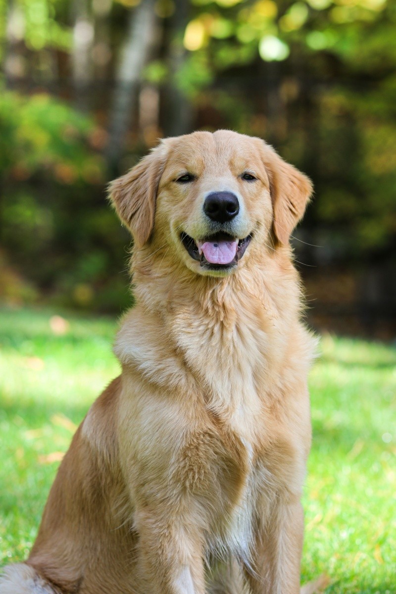 Si el adulto mayor requiere de actividad física, el golden retriever es de las mejores opciones. UNSPLASH / S. DOUGLAS&nbsp;