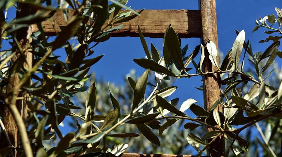 En los últimos años se ha popularizado la creación de huertos en casa, donde las personas pueden acceder a alimentos 100% orgánicos, nutritivos y frescos. Pixabay