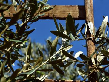 En los últimos años se ha popularizado la creación de huertos en casa, donde las personas pueden acceder a alimentos 100% orgánicos, nutritivos y frescos. Pixabay