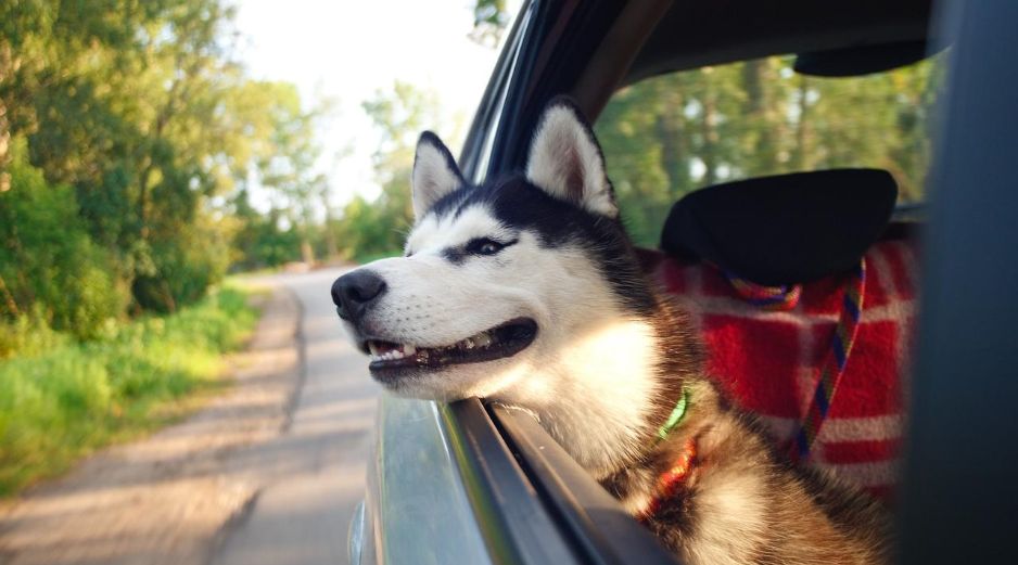 Los viajes con mascotas se han vuelto cada vez más común entre las familias mexicanas; ya sea para unas vacaciones, una visita familiar o una mudanza, llevar a perros o gatos en el automóvil implica asumir responsabilidades adicionales. Pixabay
