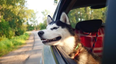 Los viajes con mascotas se han vuelto cada vez más común entre las familias mexicanas; ya sea para unas vacaciones, una visita familiar o una mudanza, llevar a perros o gatos en el automóvil implica asumir responsabilidades adicionales. Pixabay