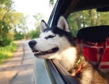 Los viajes con mascotas se han vuelto cada vez más común entre las familias mexicanas; ya sea para unas vacaciones, una visita familiar o una mudanza, llevar a perros o gatos en el automóvil implica asumir responsabilidades adicionales. Pixabay