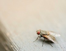 Esta biofábrica fortalecerá la capacidad del país para controlar y erradicar la plaga. UNSPLASH