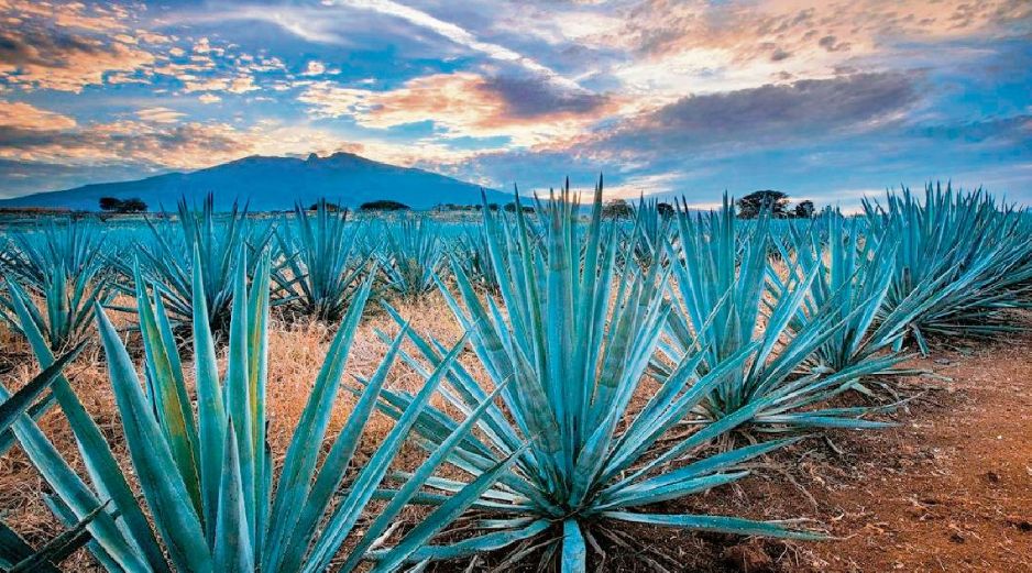 El nuevo modelo concentraría la supervisión del SAT en menos contribuyentes. ESPECIAL