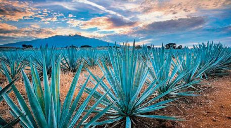 El nuevo modelo concentraría la supervisión del SAT en menos contribuyentes. ESPECIAL