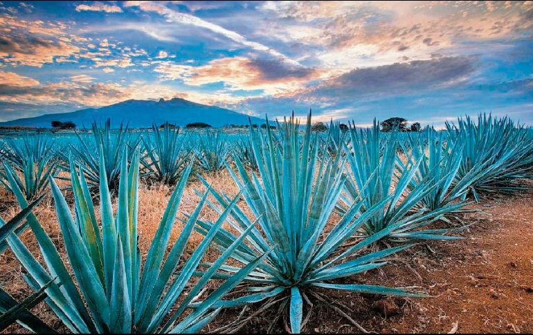 El nuevo modelo concentraría la supervisión del SAT en menos contribuyentes. ESPECIAL