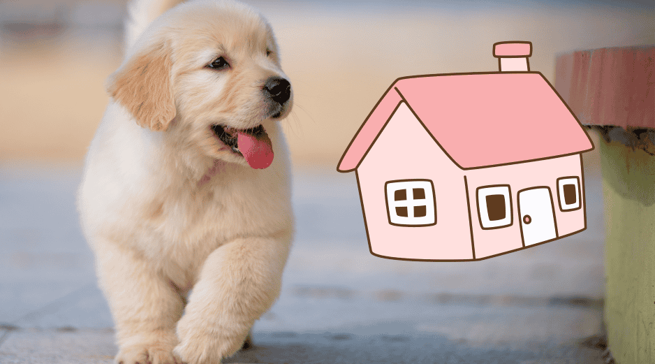 Un perro tranquilo se convierte rápidamente en un terapeuta silencioso que mejora de forma notable la calidad de vida de todos los habitantes del hogar. ESPECIAL